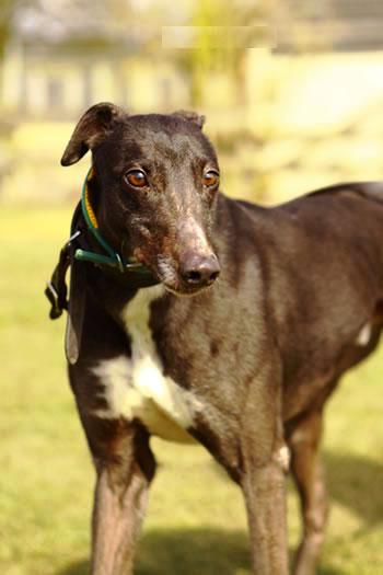 animal charity Retired Greyhound Trust General.jpg